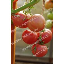 Томат МАЛИНОВЫЙ МУСС F1 10 шт