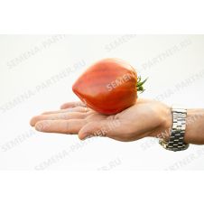 Томат ФИОЛЕТОВОЕ СЕРДЦЕ 10 шт