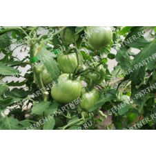 Томат ФИОЛЕТОВОЕ СЕРДЦЕ 10 шт