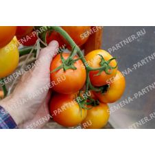 Томат ОРАНЖЕВАЯ МАМА F1 0,05 г