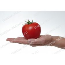 Томат СОФА F1 0,05 г