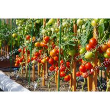 Томат СОФА F1 0,05 г