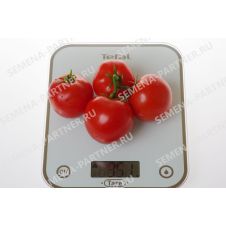 Томат СОФА F1 0,05 г