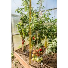 Томат ЯШМА F1 0,1 г