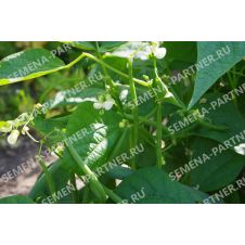 Фасоль спаржевая СЕРЕНГЕТИ 5 г