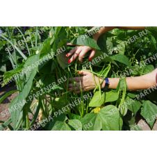 Фасоль спаржевая СЕРЕНГЕТИ 5 г