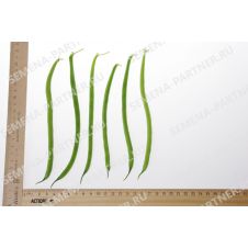 Фасоль спаржевая СЕРЕНГЕТИ 5 г