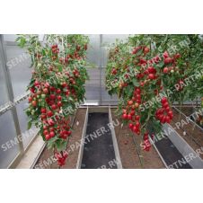 Томат МАЛИНОВОЕ ПЛАМЯ F1 10 шт