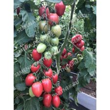 Томат МАЛИНОВОЕ ПЛАМЯ F1 10 шт