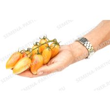 Томат КОТЯ F1 10 шт