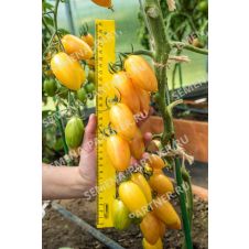 Томат КОТЯ F1 10 шт