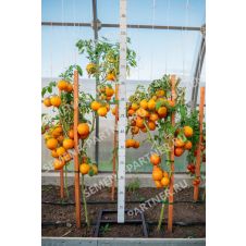 Томат ЗОЛОТАЯ МИЛЯ F1 0,05 г