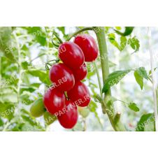 Томат МОНЕ F1 10 шт