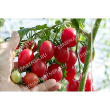 Томат МОНЕ F1 10 шт