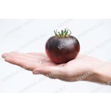 Томат ЧЕРНАЯ БОГИНЯ 10 шт