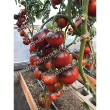 Томат ЧЕРНАЯ БОГИНЯ 10 шт