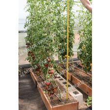 Томат ЧЕРНАЯ БОГИНЯ 10 шт