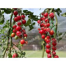 Томат ЗИМНЯЯ ВИШНЯ F1 10 шт