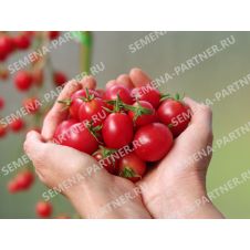 Томат ЗИМНЯЯ ВИШНЯ F1 10 шт