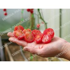 Томат ЗИМНЯЯ ВИШНЯ F1 10 шт