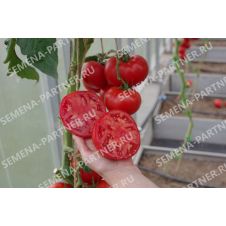 Томат КАСТЕЛЬЯНО F1 5 шт