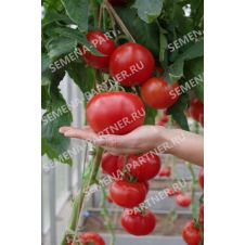 Томат КАСТЕЛЬЯНО F1 5 шт