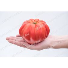 Томат НИНА 10 шт