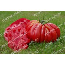 Томат НИНА 10 шт