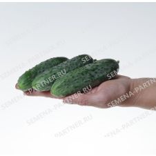 Огурец ПЛАТОША F1 Партнер