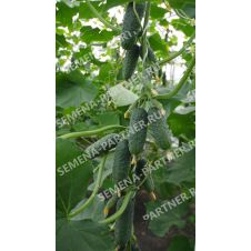 Огурец ПЛАТОША F1 Партнер