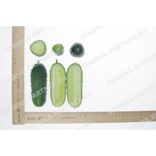 Огурец ПЛАТОША F1 Партнер