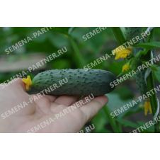 Огурец ПЛАТОША F1 Партнер