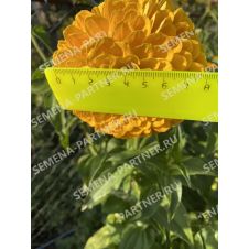 Цинния ЖЕЛТАЯ СУБМАРИНА F1 4 шт