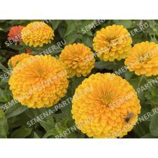 Цинния ЖЕЛТАЯ СУБМАРИНА F1 4 шт