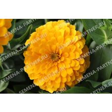 Цинния ЖЕЛТАЯ СУБМАРИНА F1 4 шт