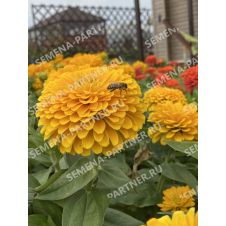 Цинния ЖЕЛТАЯ СУБМАРИНА F1 4 шт