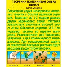 Георгина Опера белая 7 шт АЭЛИТА