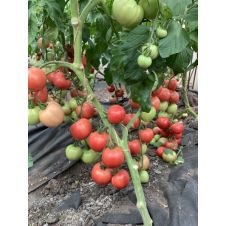 Томат Мамула F1
