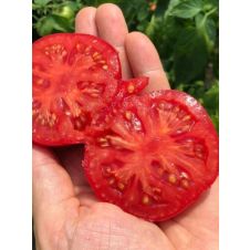 Томат Мамула F1