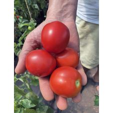 Томат Кубанец F1