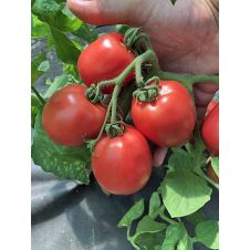 Томат Кубанец F1