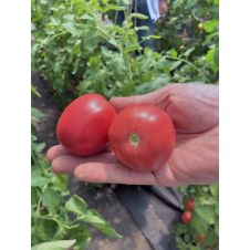 Томат Кубанец F1