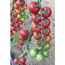 Томат Форте Маре F1 10 шт