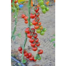 Томат Форте Маре F1 10 шт