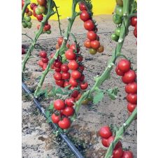 Томат Форте Маре F1 10 шт