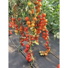 Томат Ураган F1 20 шт