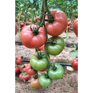 Томат Пинк Биф F1 5 шт