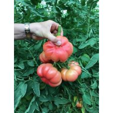 Томат Розовый Марманде F1 5 шт