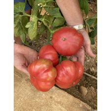 Томат Розовый Марманде F1 5 шт