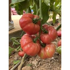 Томат Розовый Марманде F1 5 шт